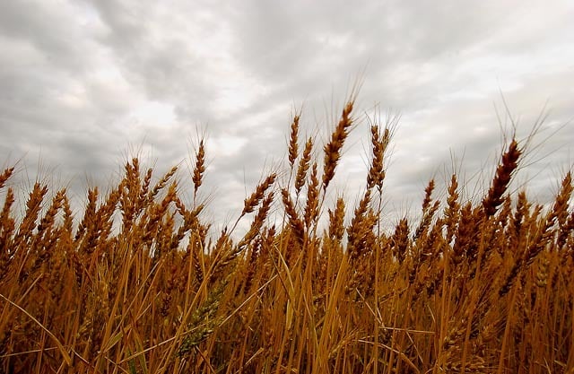 A field in Kansas