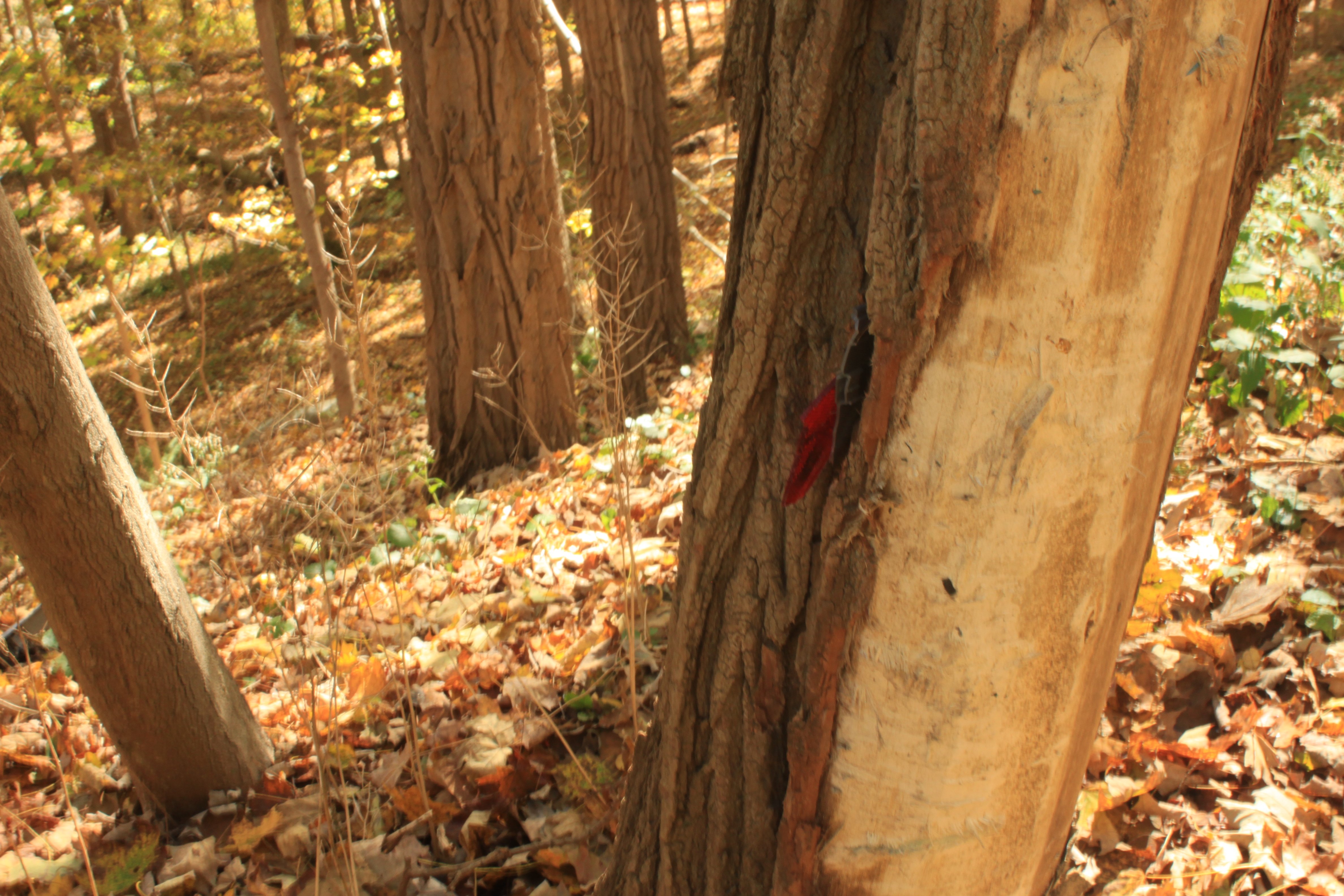 Red plastic embedded in a tree