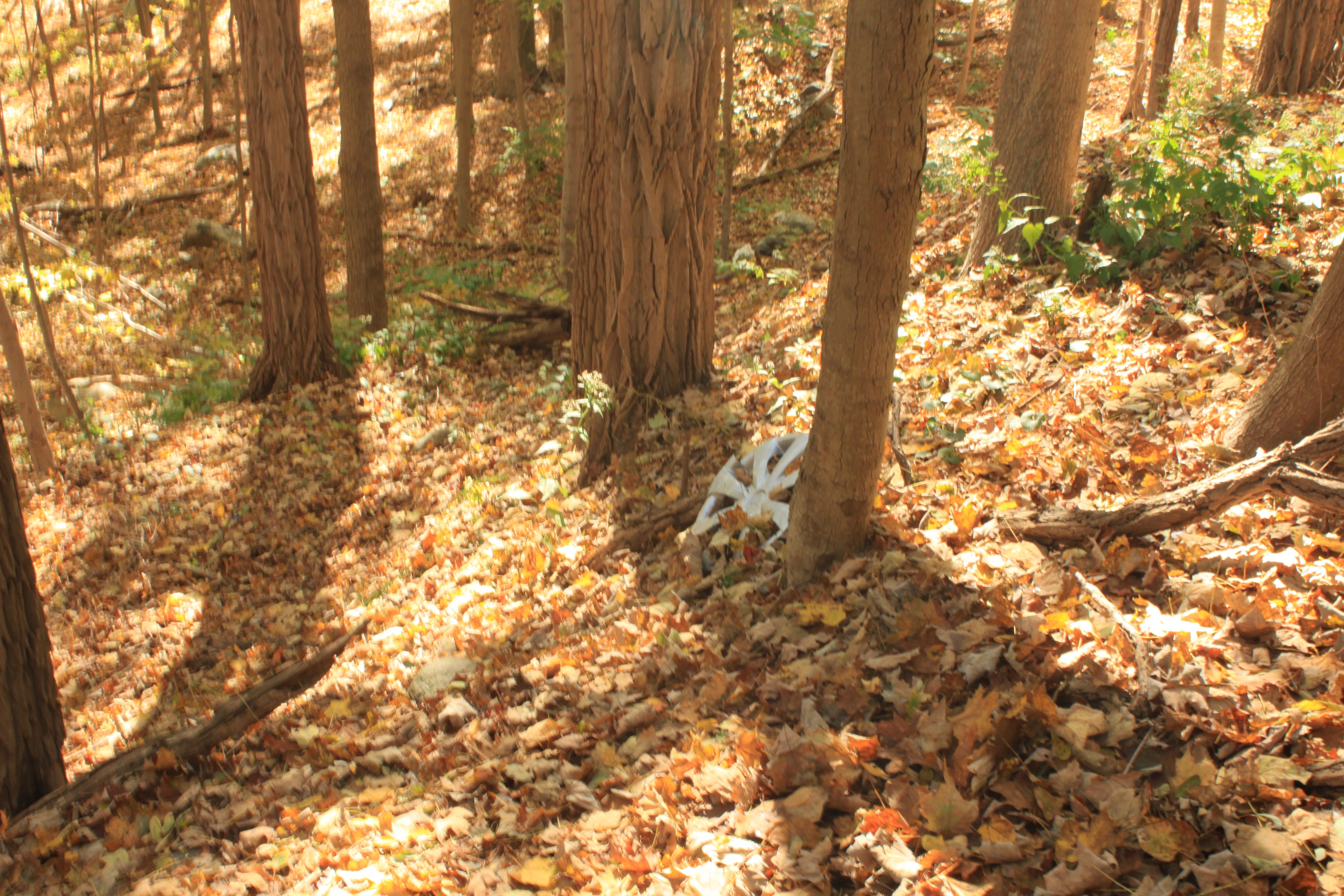 A hubcap in the woods