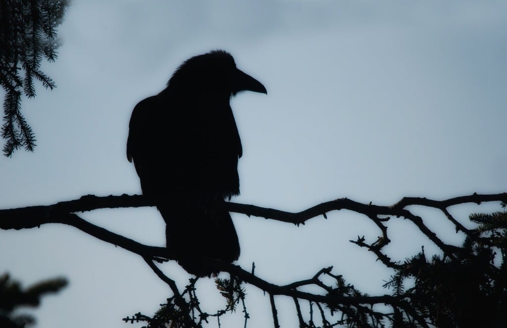 A raven on a branch