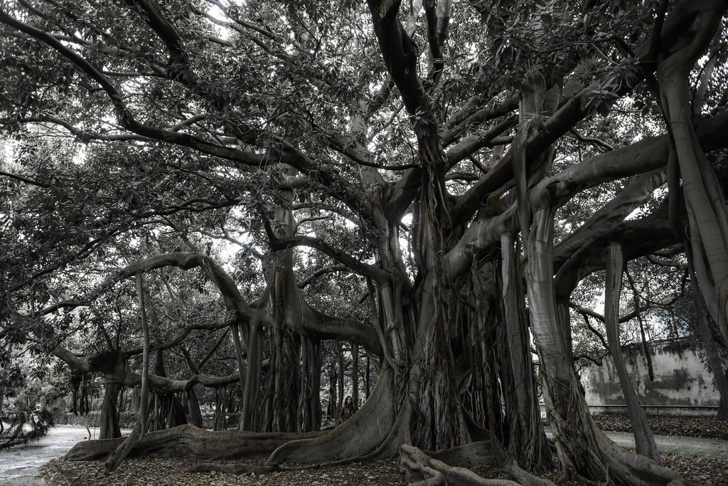 A balete tree