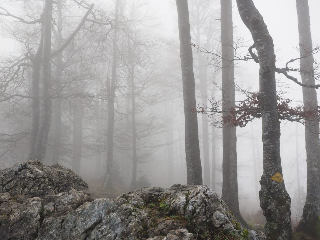 A spooky, foggy forest. Oooooh. Spooky.