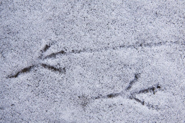 Bird tracks in the snow