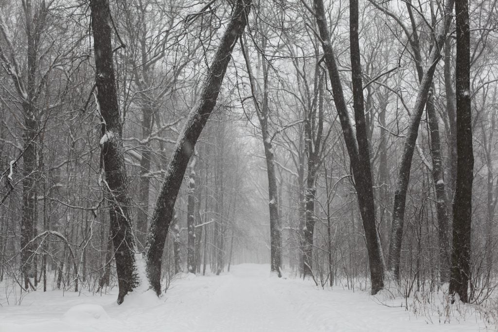 Trees in the snow