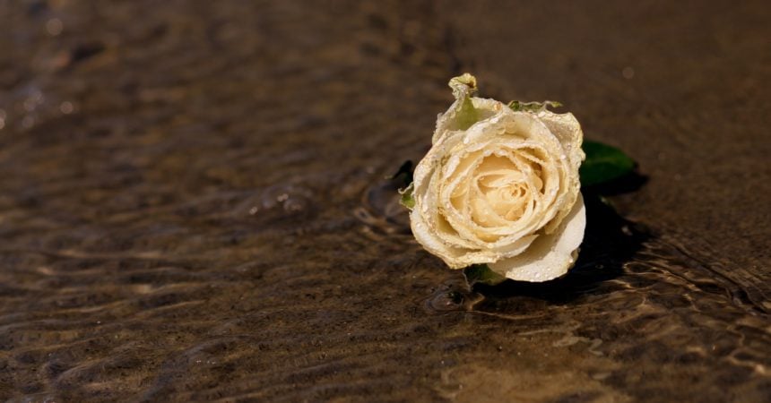 A white rose lying on the ground