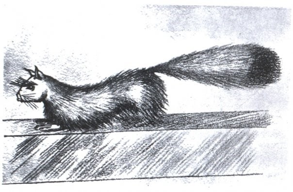 An illustration of a mongoose