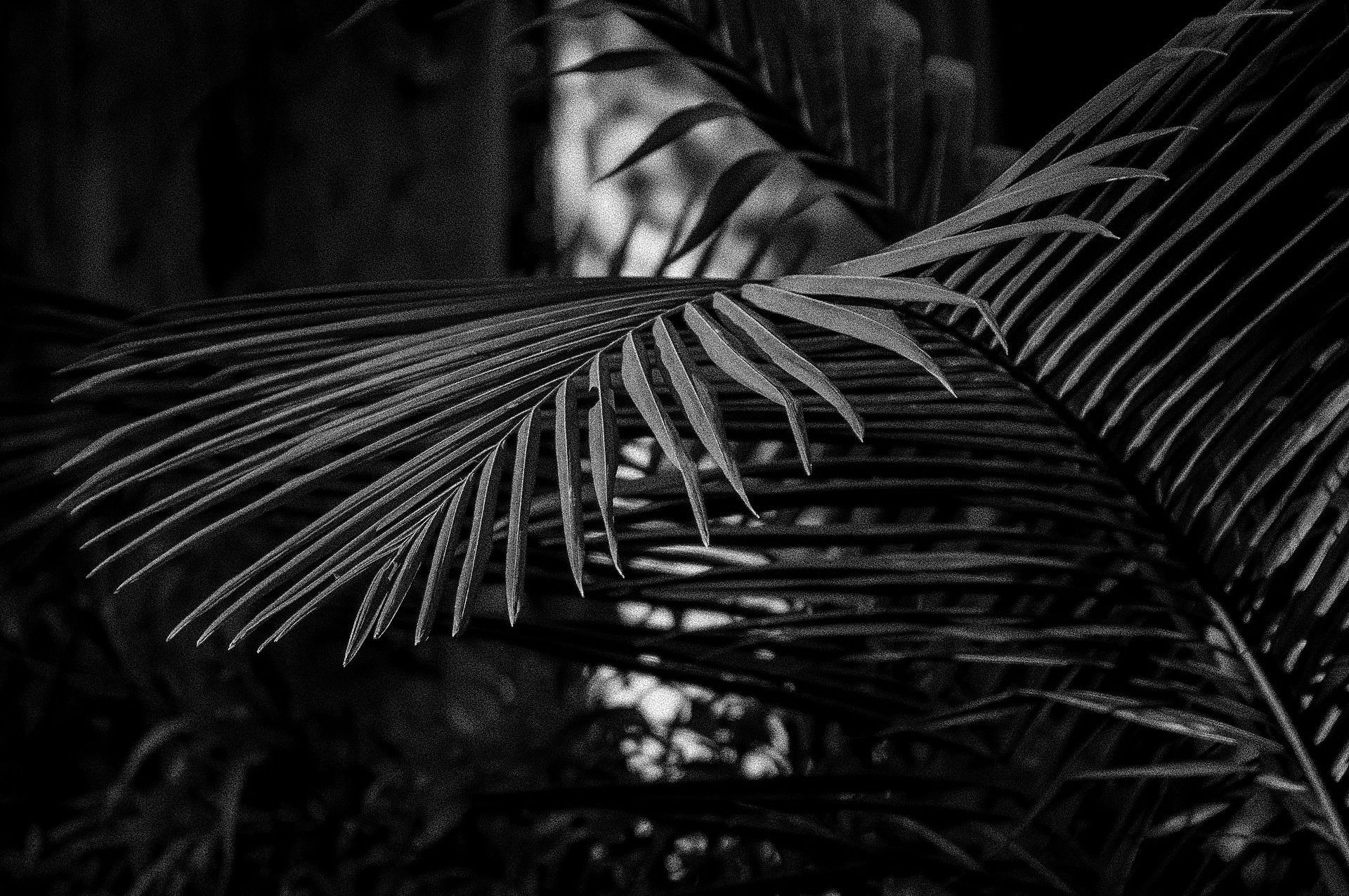 The Most Dangerous Game Summoning La Cegua the most dangerous game summoning la cegua