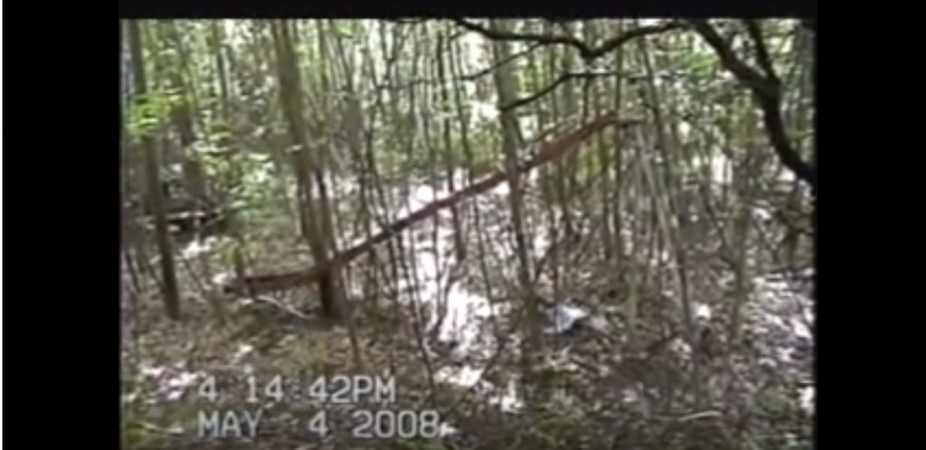 The same forest, this time with a time stamp: May 4, 2008