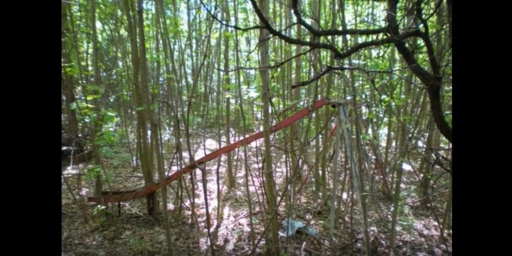 The forest surrounding the abandoned ruins of the Pennhurst State School and Hospital