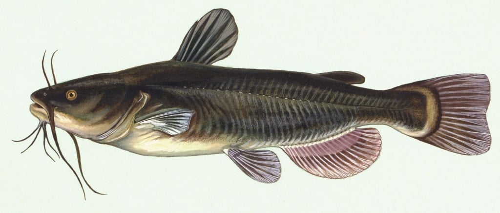 An illustration of a catfish