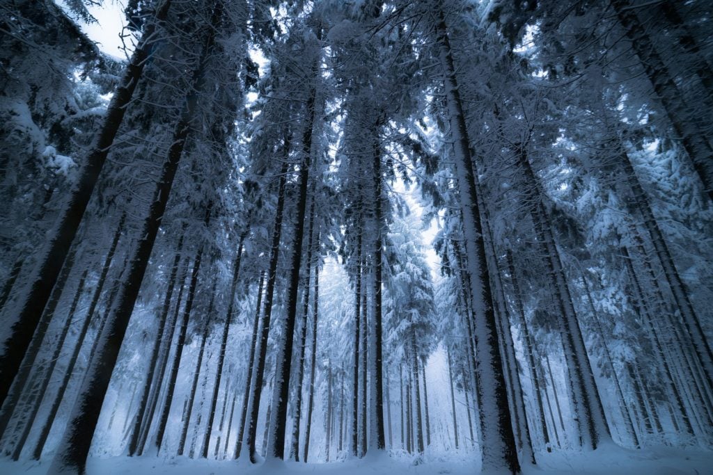 A snowy forest