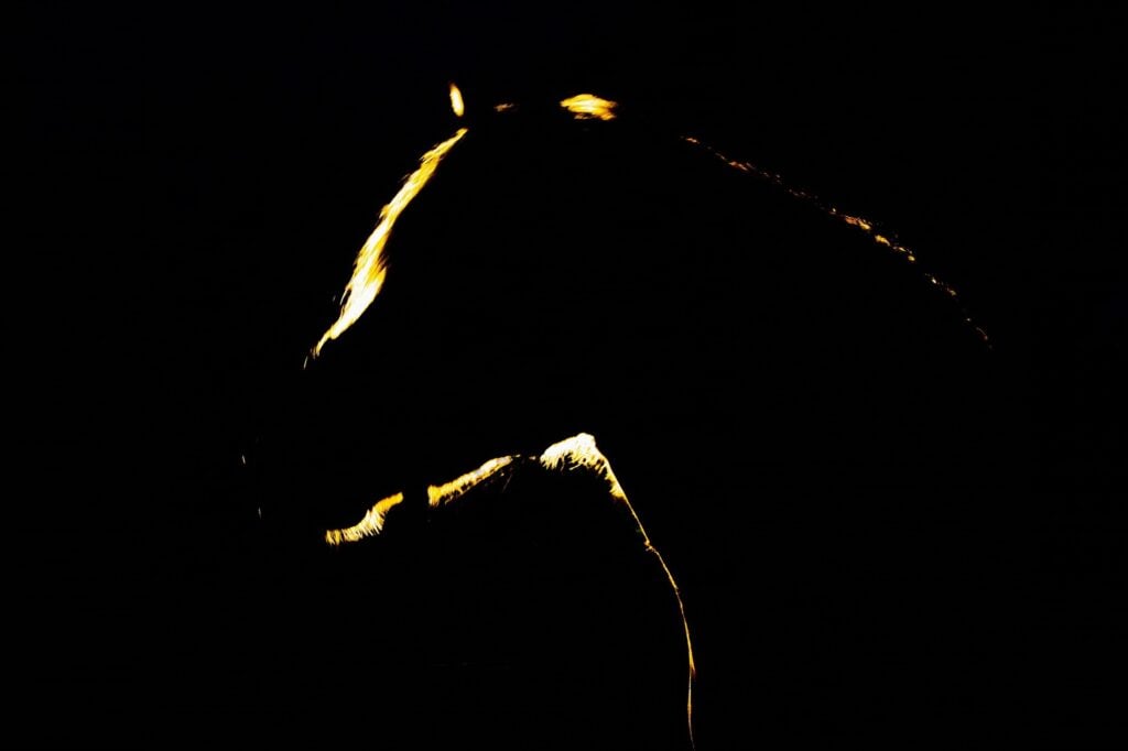 A silhouette of a horse head at night