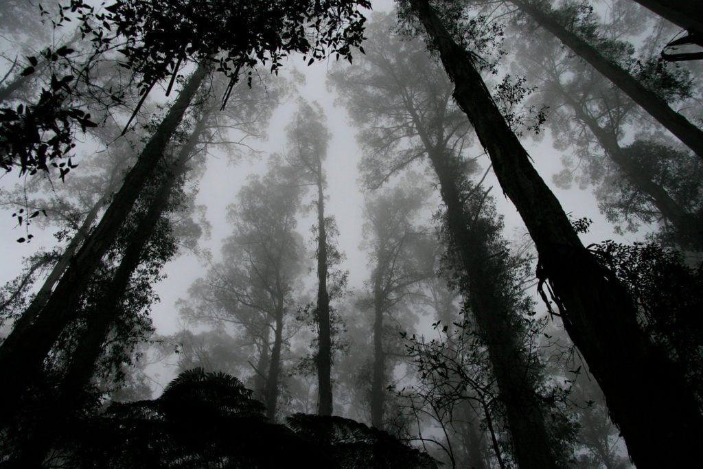 A dark forest