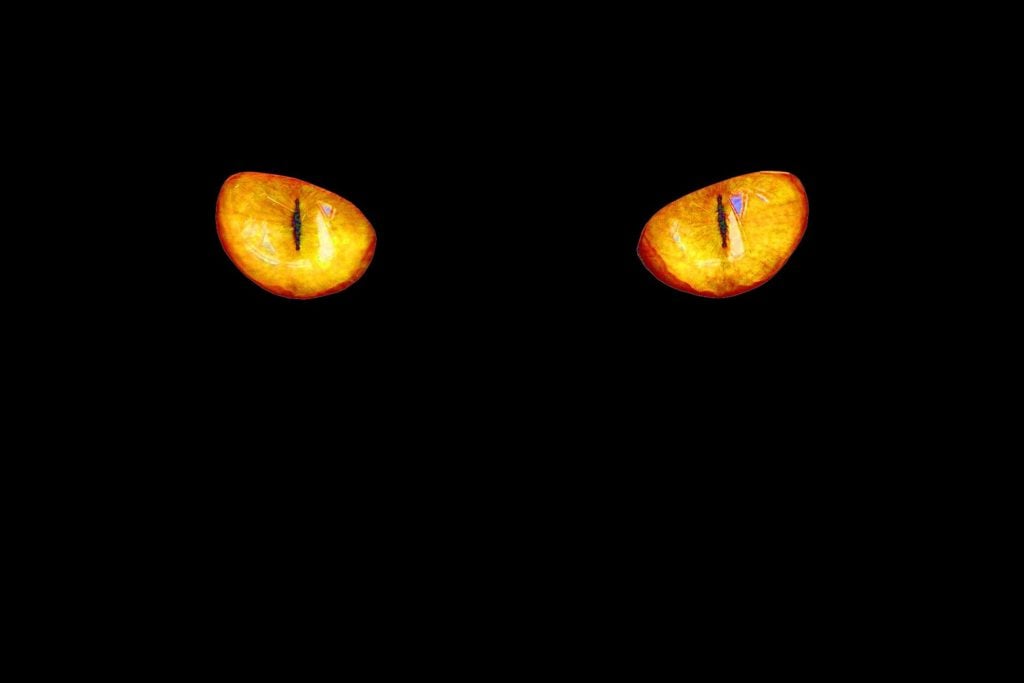 A pair of yellow cat eyes on a black background.