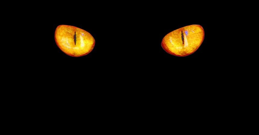 A pair of yellow cat eyes on a black background.