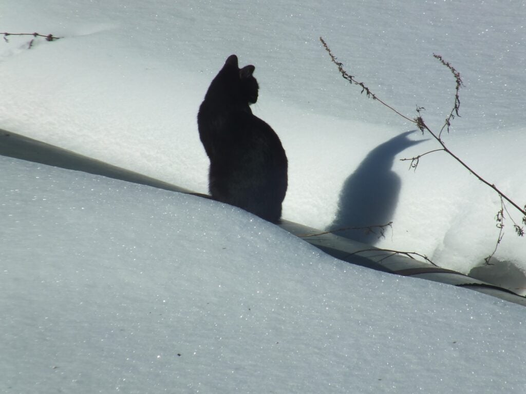 A black cat sitting on a field of white snow with its back facing the viewer. The cat's shadow is cast on the snow to the cat's right.