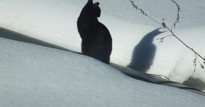 A black cat sitting on a field of white snow with its back facing the viewer. The cat's shadow is cast on the snow to the cat's right.