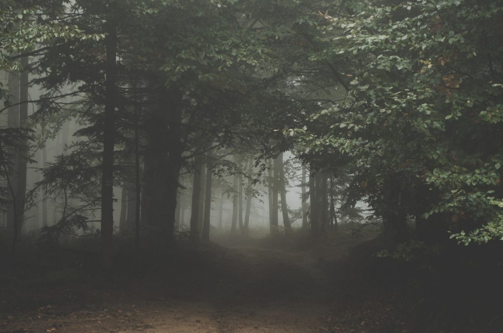 A dark forest full of fog