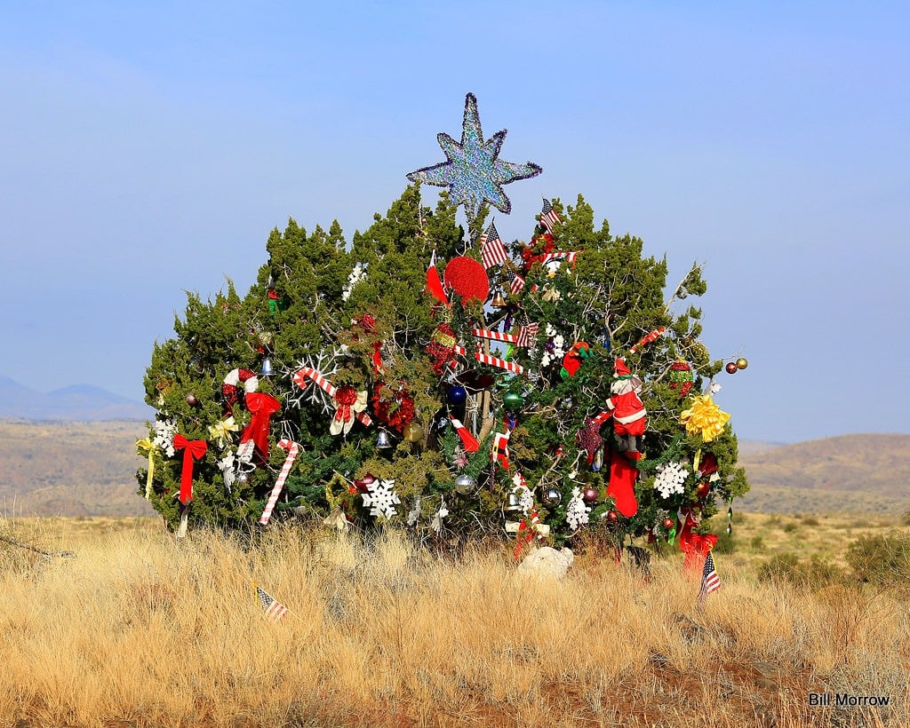 The Mystery Christmas Tree of I-17: A large, scrubby one-seed juniper decked out in holiday decorations, with a large, glittery star at the top.