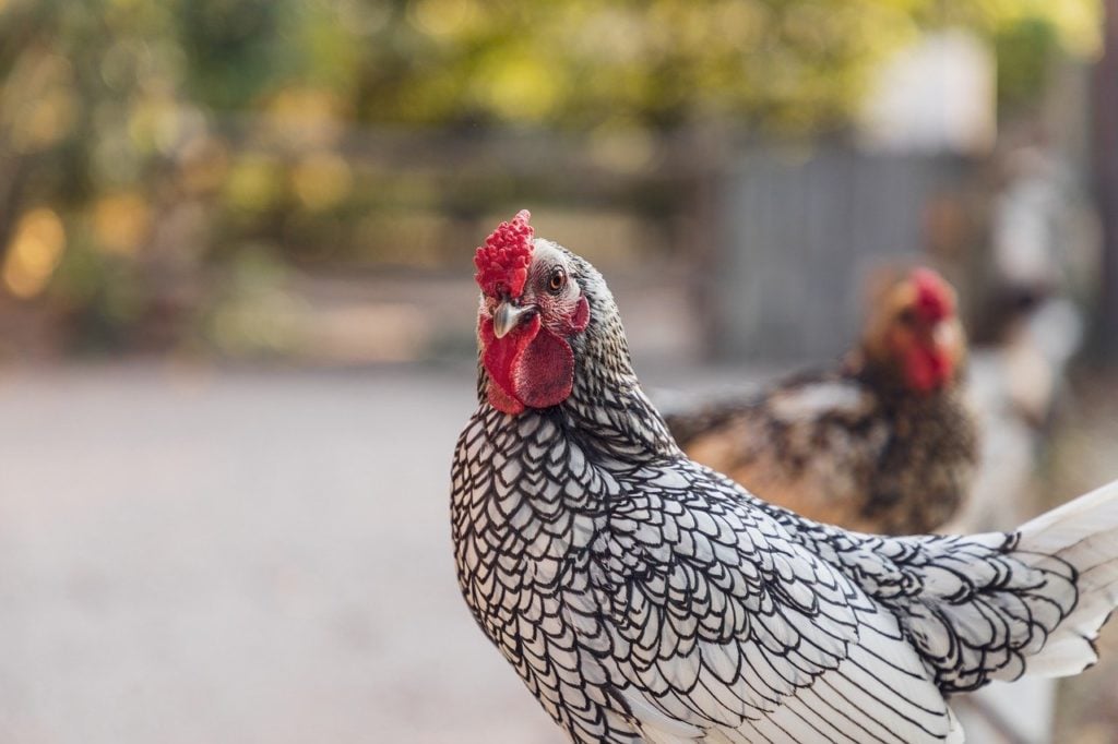 A Wyandotte chicken