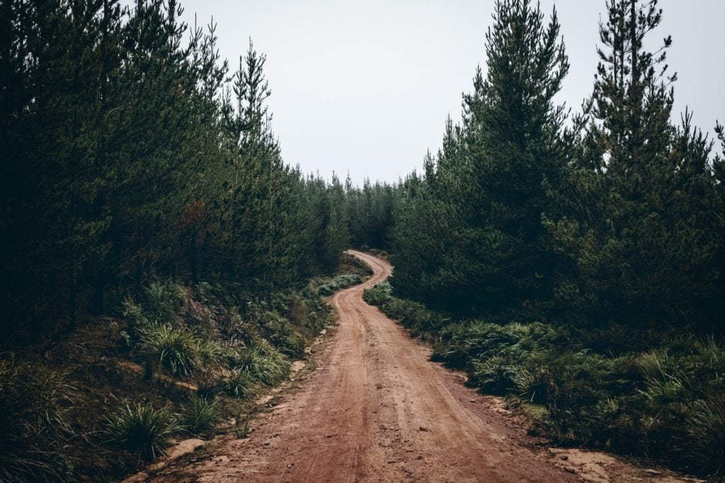 A dirt road traveling through some trees