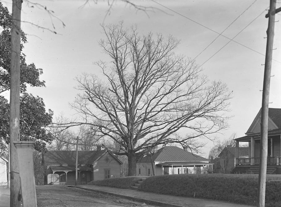 The Tree That Owns Itself