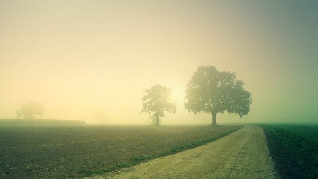 A foggy field at dawn with two lonely trees