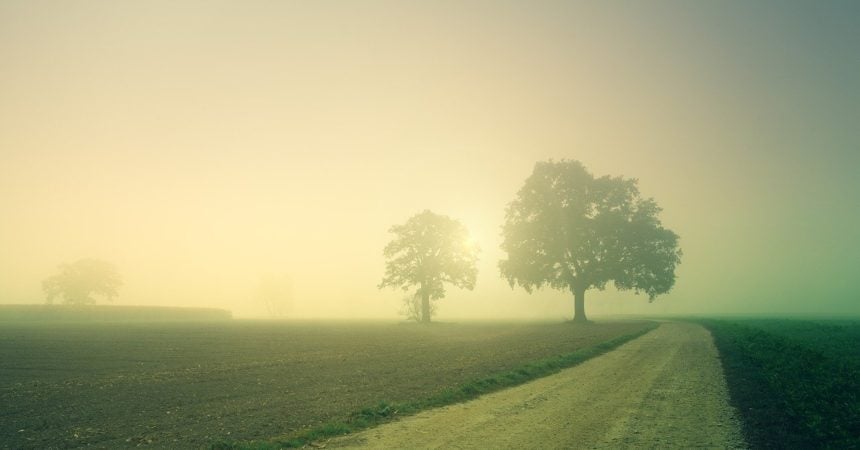 A foggy field at dawn with two lonely trees