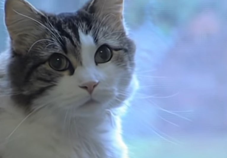 A closeup of Oscar, a white cat with tabby markings on his face