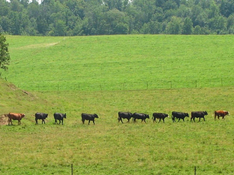 A row of 10 cows standing in a field