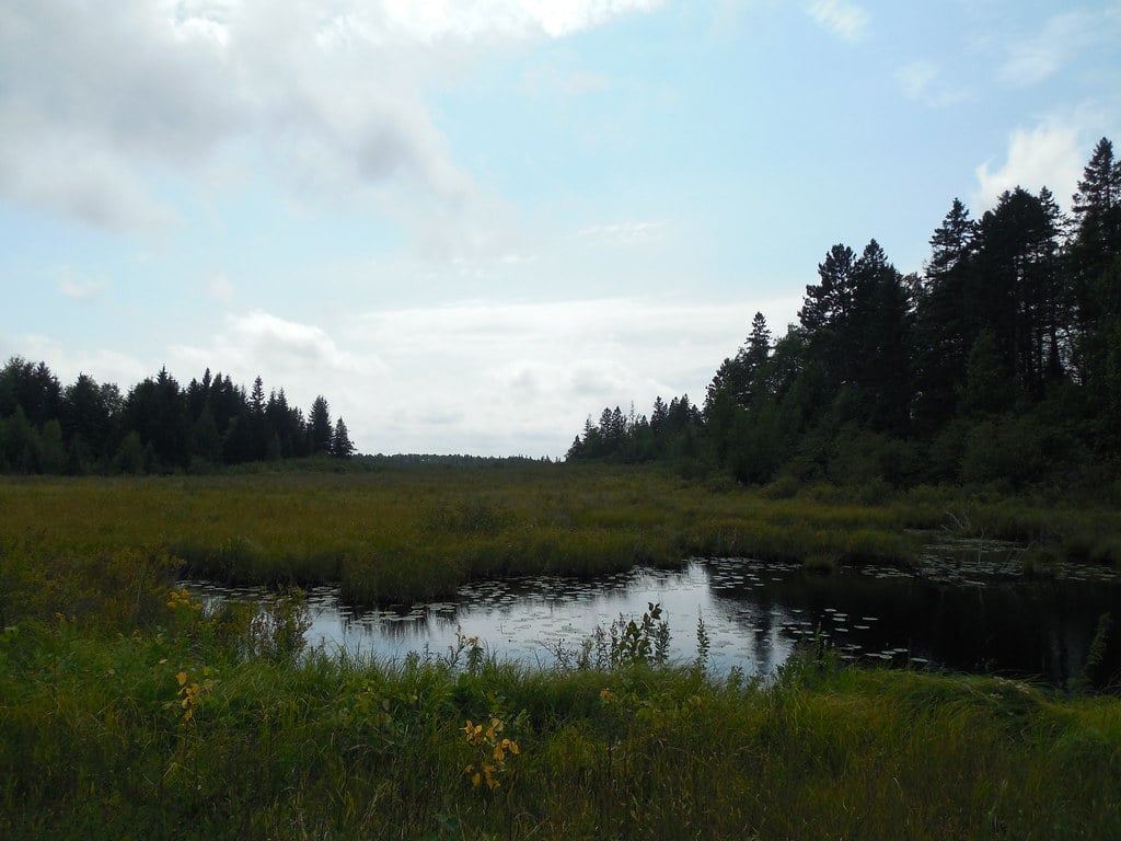 A small pond or lake surrounded by a field and trees