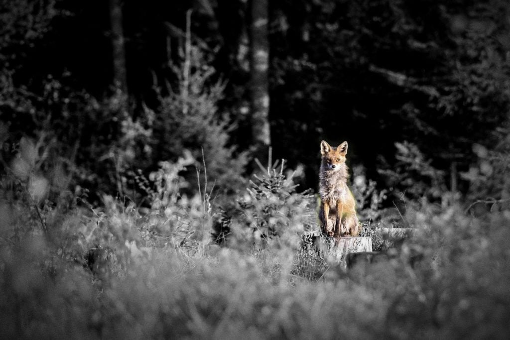 A red fox sitting on a stump in a forested area. The fox is in color; the rest of the image is in black and white