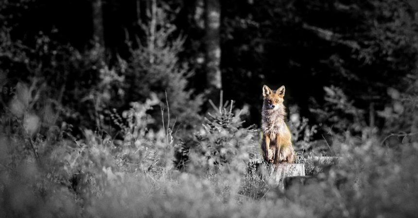 A red fox sitting on a stump in a forested area. The fox is in color; the rest of the image is in black and white