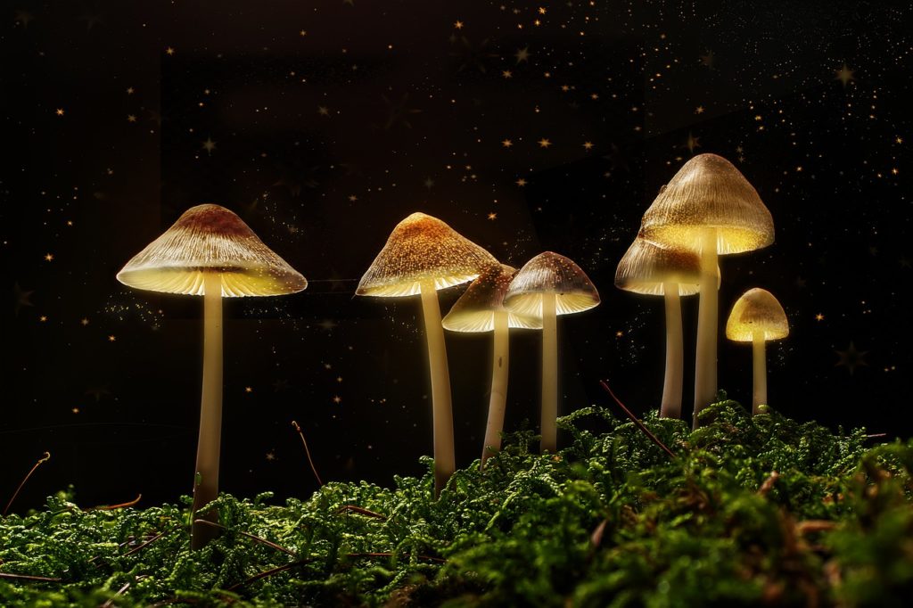 fairytale mushrooms growing in the night