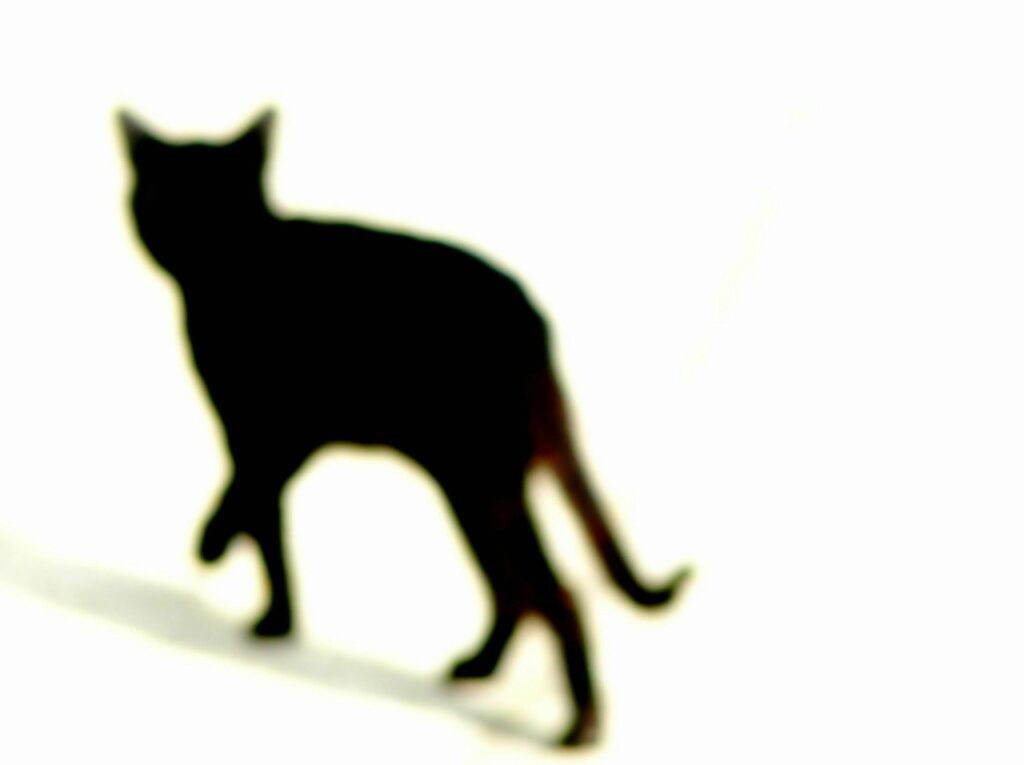 A black cat, out of focus, walking away from the viewer