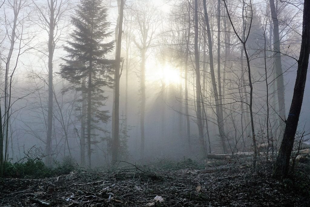 the woods, foggy, during the day