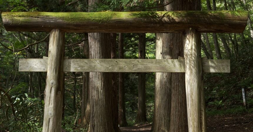 A mossy wooden torii gate in the woods