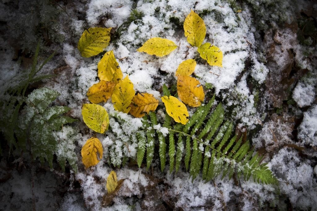 a fern and yellow leaves on the snowy ground