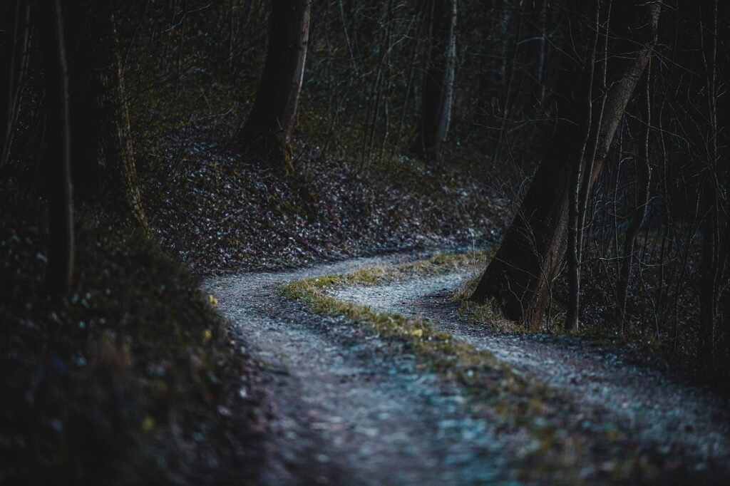 A road leading through the trees of a dark forest