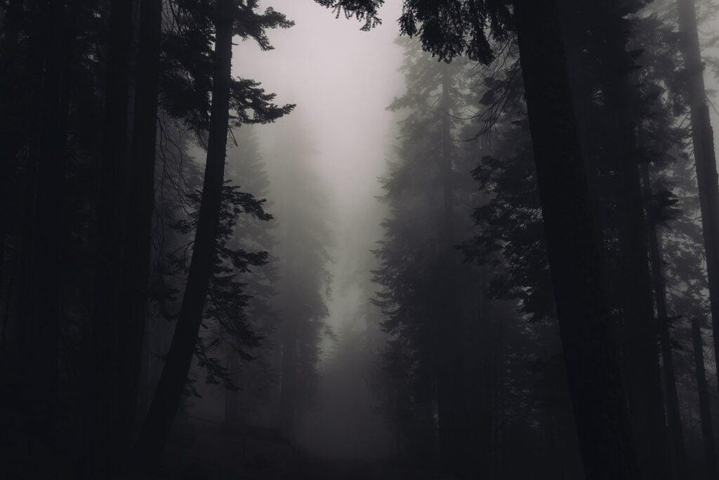 A dark, foggy forest