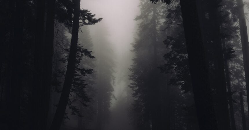 A dark, foggy forest