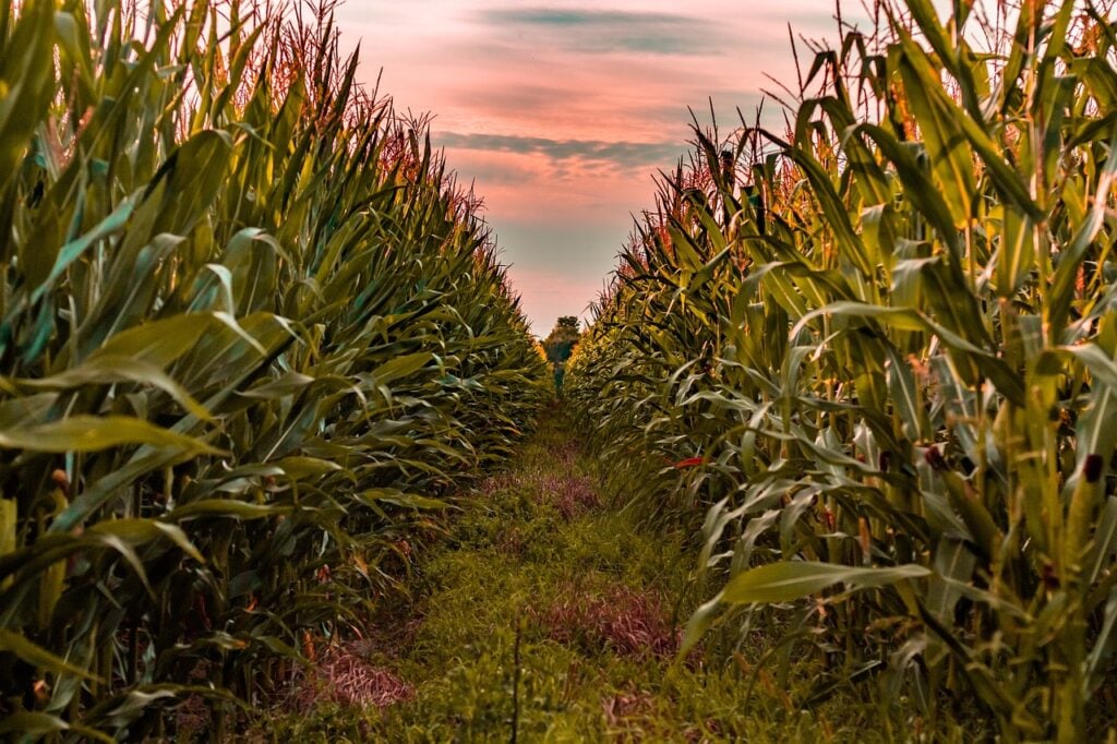 Looking between the rows of a cornfield at sunset