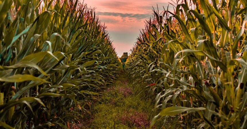 Looking between the rows of a cornfield at sunset
