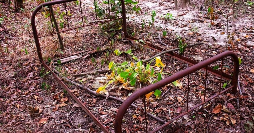 a rusted metal bedframe abandoned in the woods