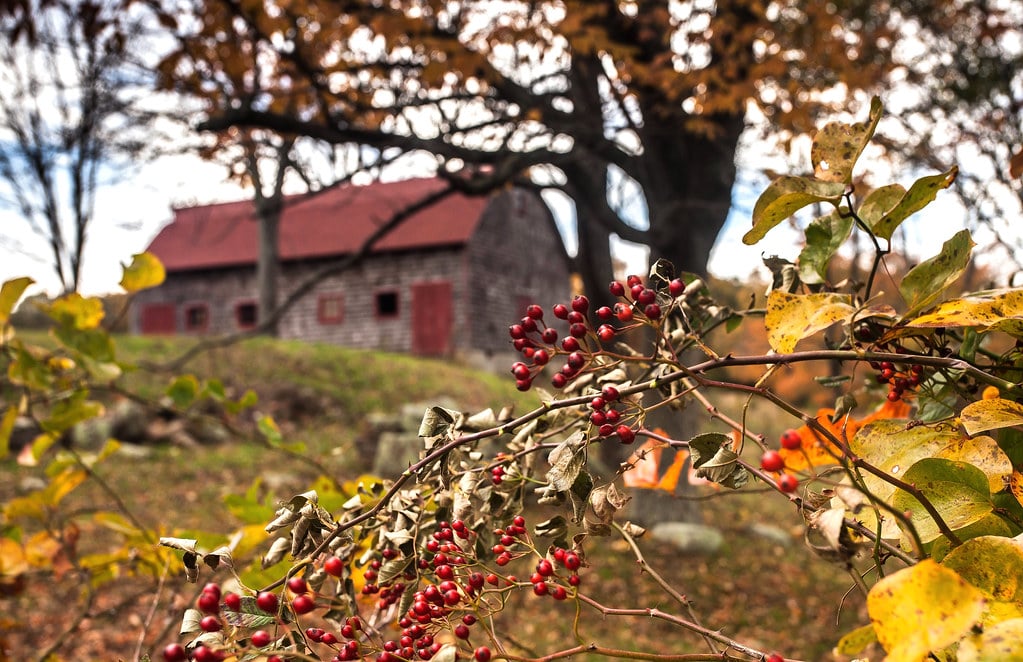 A barn and some trees with red berries in Exeter, Rhode Island