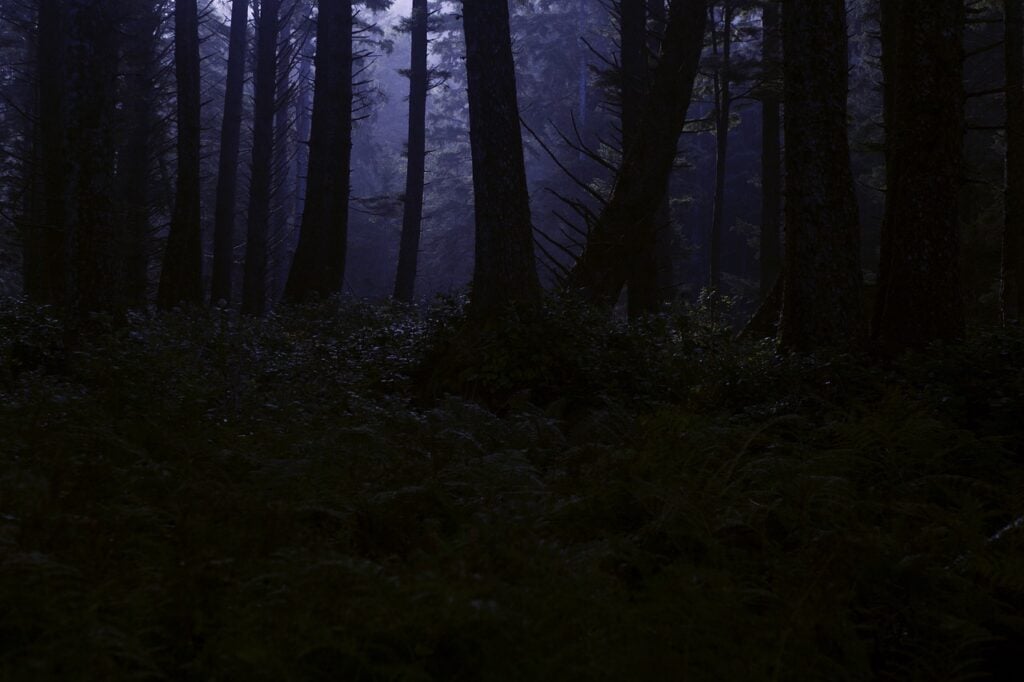 a dark forest at night.