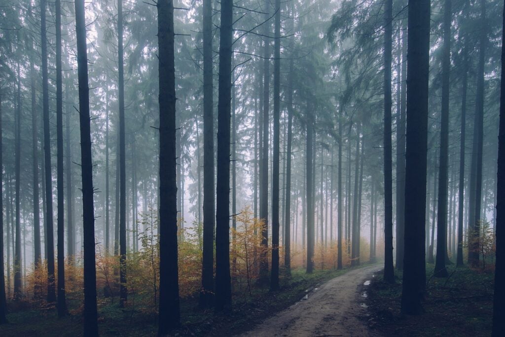 a dirt path in a foggy forest