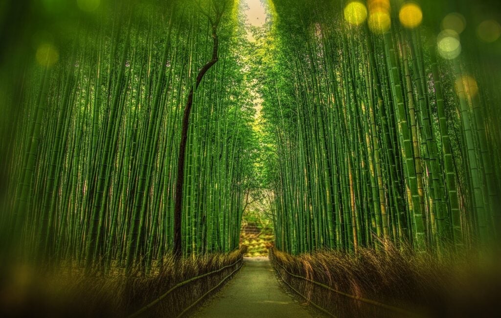 the arashiyama bamboo forest in kyoto, japan