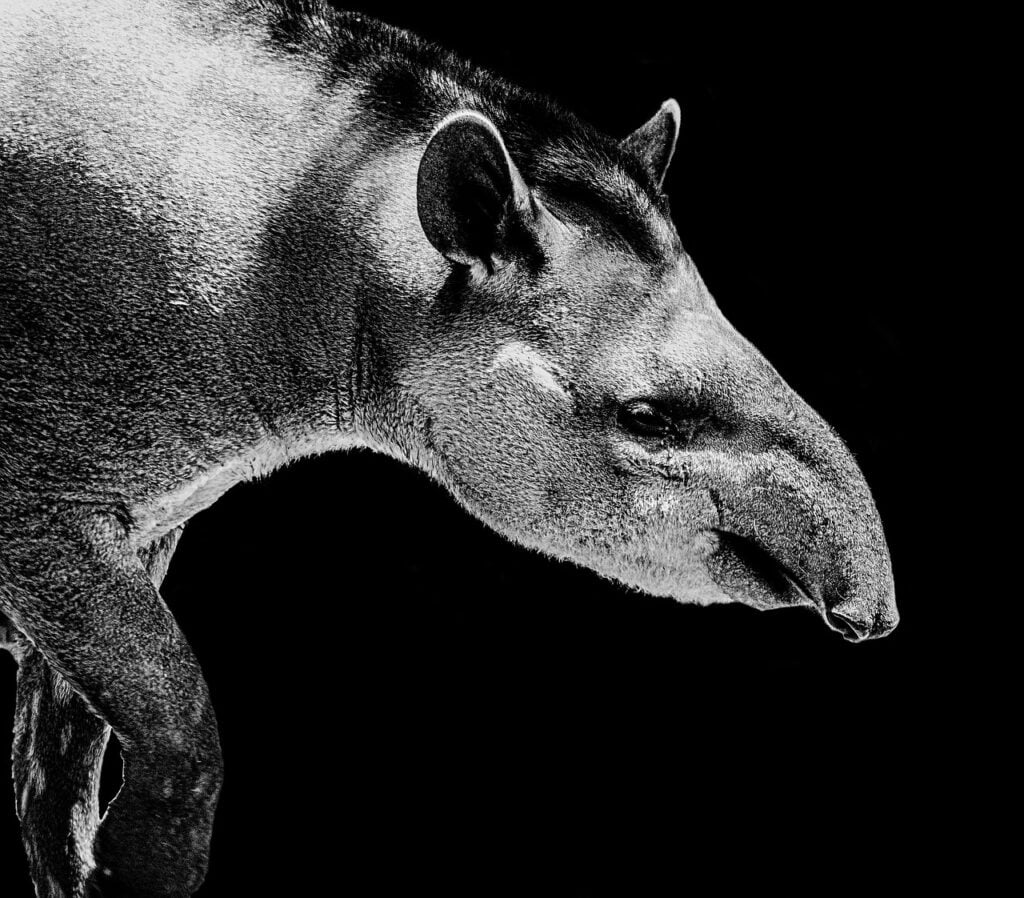 a tapir, viewed in profile