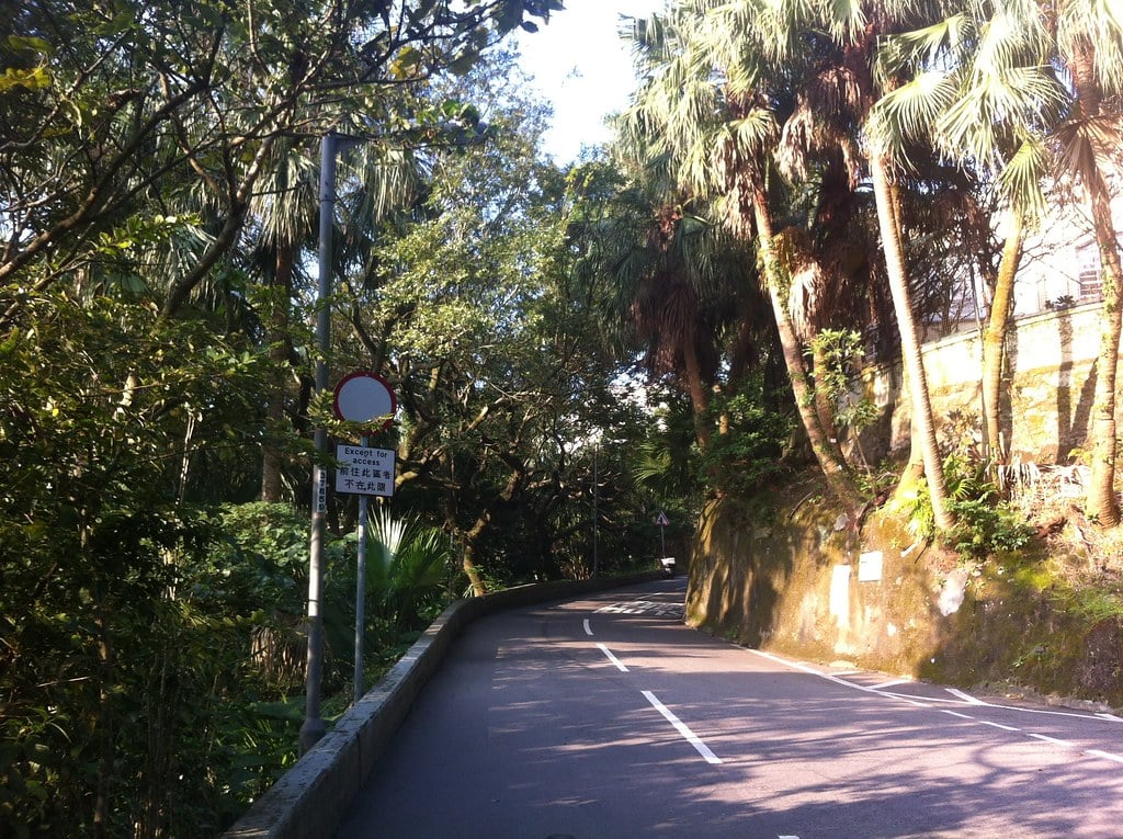 A forested road on the Peak